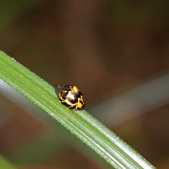 Harmonia antipoda