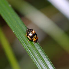 Harmonia antipoda