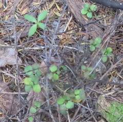 Coprosma rhamnoides