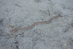 Arizona elegans eburnata