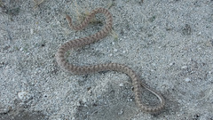 Arizona elegans eburnata