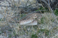 Arizona elegans eburnata