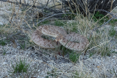 Arizona elegans eburnata