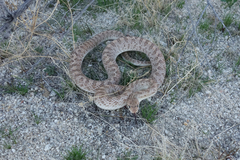 Arizona elegans eburnata