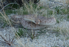 Arizona elegans eburnata