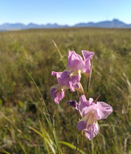 Brownies (Gladiolus mutabilis)