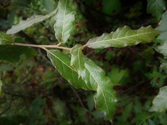 Quercus eduardii