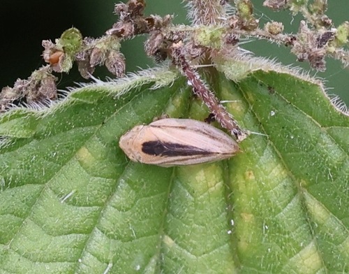 Meadow spittlebug