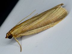 Peoria gematella