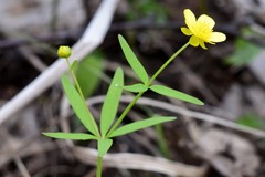 Ranunculus monophyllus