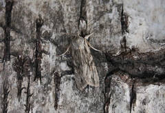 Lithophane leautieri