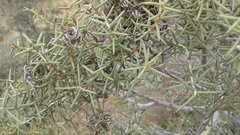 Acacia colletioides