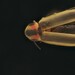 Pyractomena lucifera - Photo (c) Roshan Vignarajah, algunos derechos reservados (CC BY-NC), subido por Roshan Vignarajah