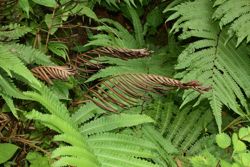 Pentarhizidium orientale iNat (1)