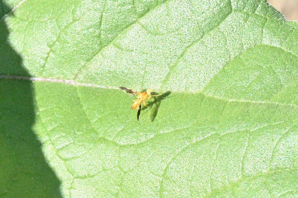 Strauzia noctipennis