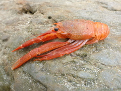 Grimothea planipes