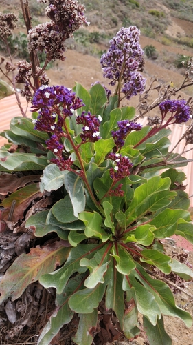 Limonium macrophyllum, photograph 2