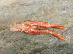 Grimothea planipes