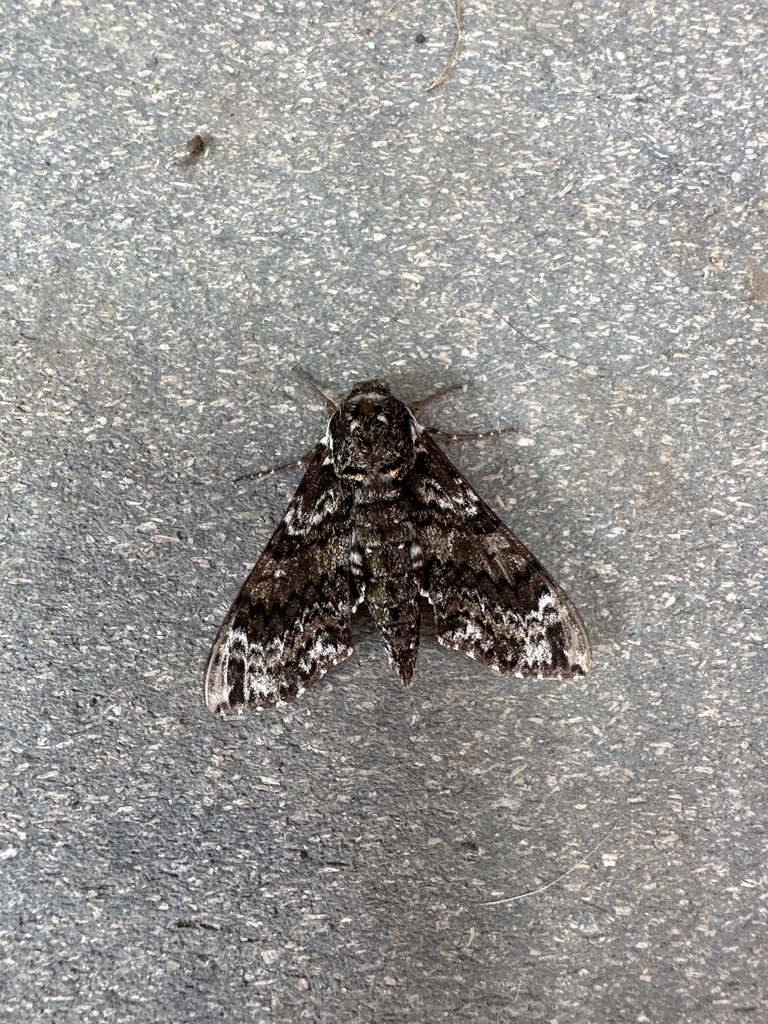 Pawpaw Sphinx from Barrett Hill Rd, Wilton, NH, US on July 25, 2023 at ...