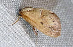 Adoneta bicaudata