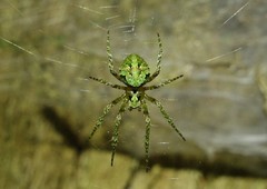 Cryptaranea atrihastula