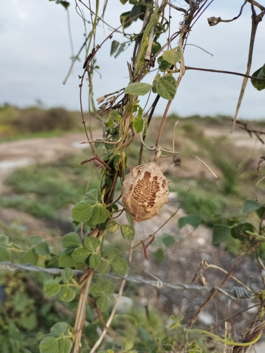 Luffa quinquefida (Luffa quinquefida)