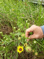 Grindelia pulchella