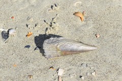 Pinnidae