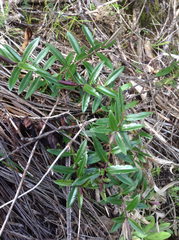 Veronica bishopiana