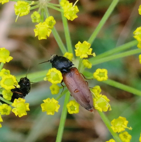 kováčik poľný (Agriotes ustulatus)