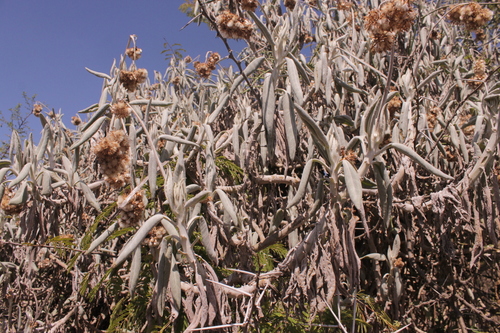 Kleinia breviflora image