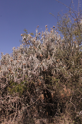 Kleinia breviflora image