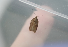 Acleris sparsana