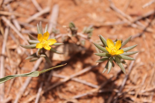Portulaca foliosa DC.