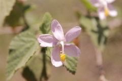 Hibiscus flavifolius image