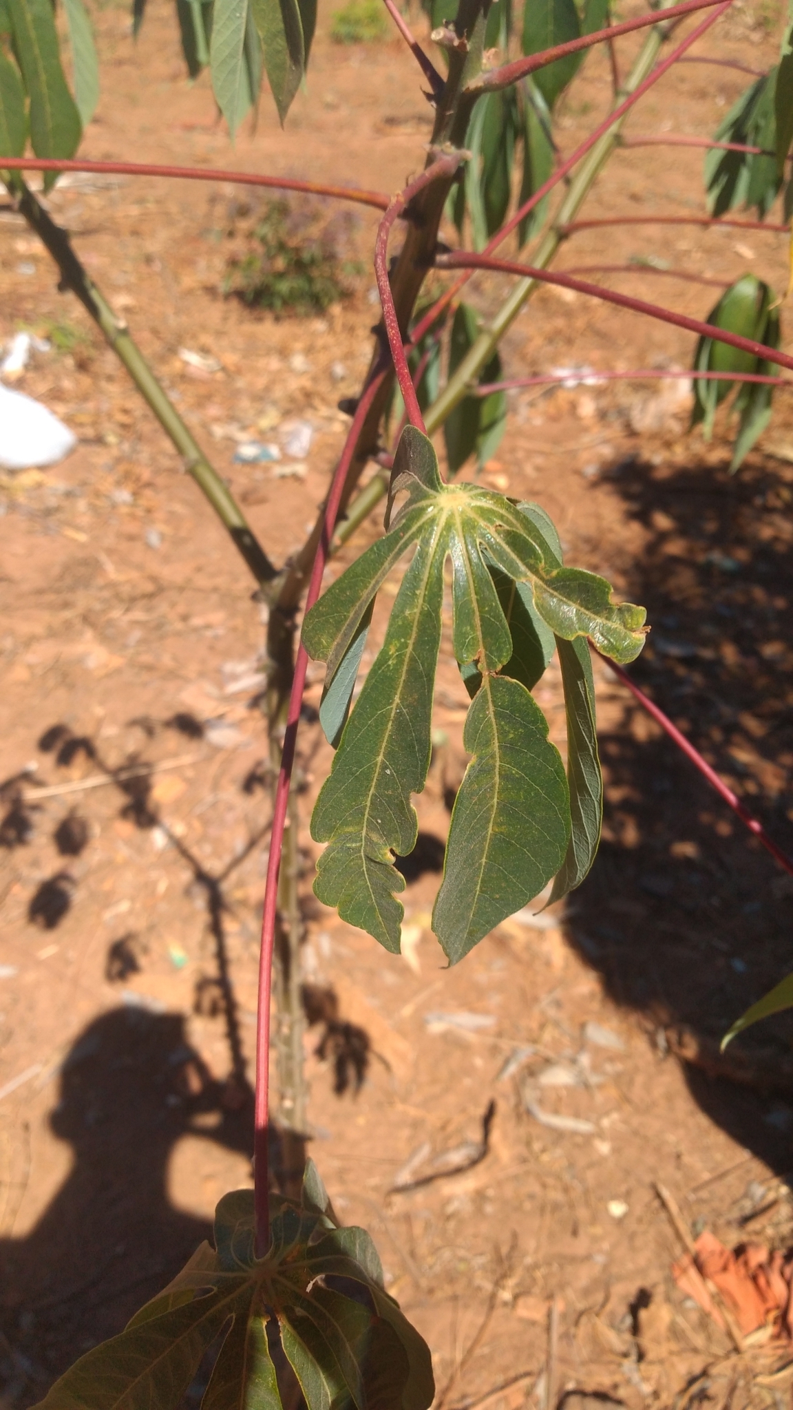 Manihot esculenta