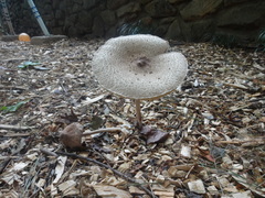 Agaricales