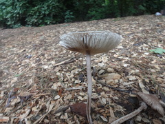 Agaricales