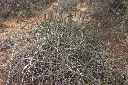 Euphorbia cryptospinosa image