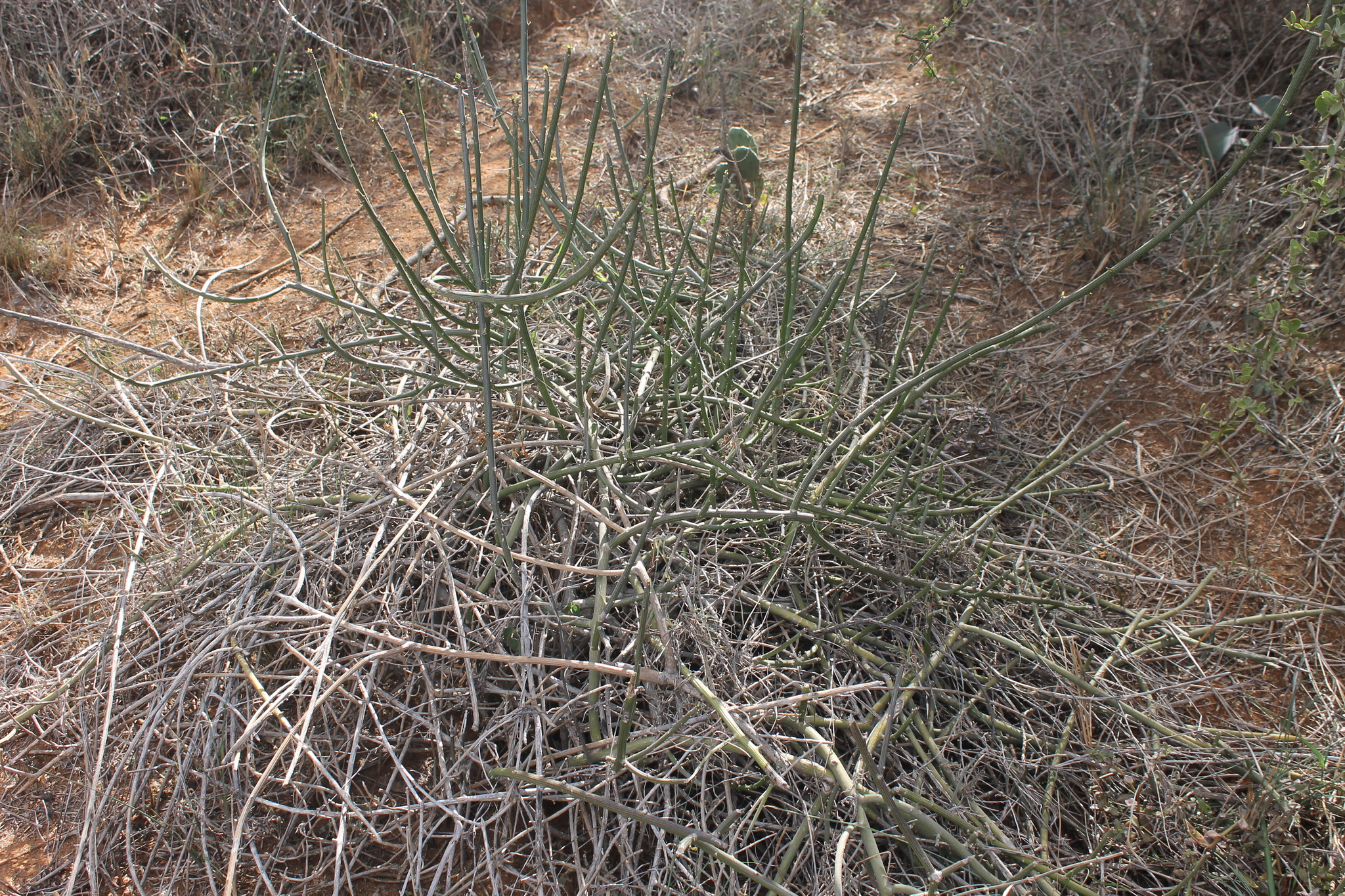 Euphorbia cryptospinosa