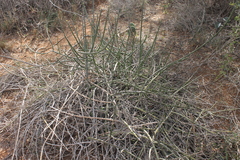 Image of Euphorbia cryptospinosa