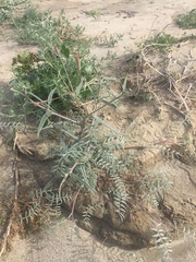 Astragalus insularis harwoodii