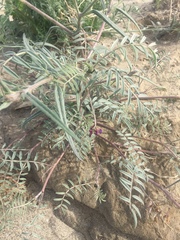 Astragalus insularis harwoodii