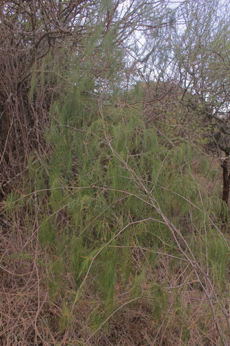 Asparagus racemosus image