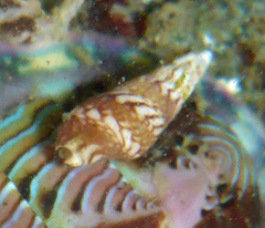 Mitrella tuberosa image