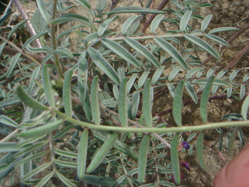 Image of Astragalus insularis by no rights reserved
