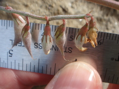 Astragalus insularis harwoodii