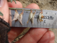 Astragalus insularis harwoodii