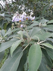 Solanum granulosoleprosum