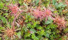Acaena microphylla pauciglochidiata